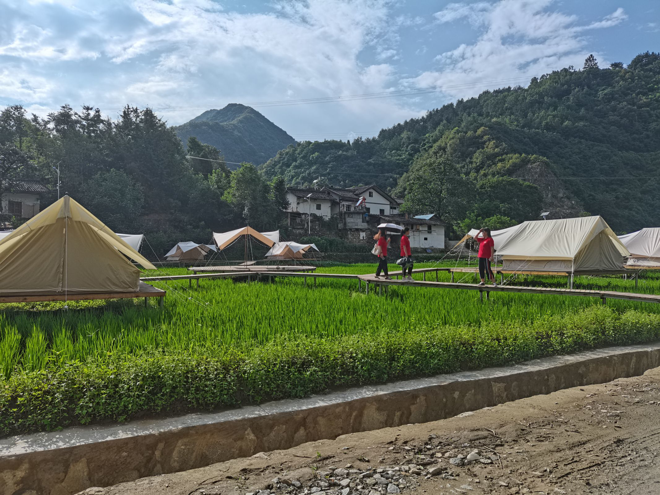 共建绿色生态家园，助力乡村振兴战略